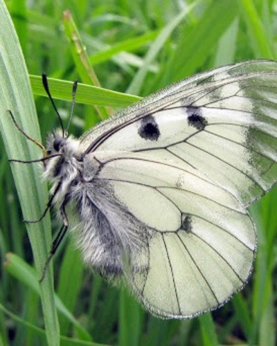 Мнемозина Parnassius mnemosyne