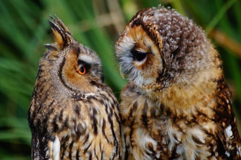Филин Bubo bubo