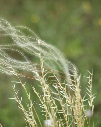 Ковыль перистый Stipa pennata