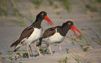 Кулик-сорока (дальневосточный п/вид) Haematopus ostralegus osculans