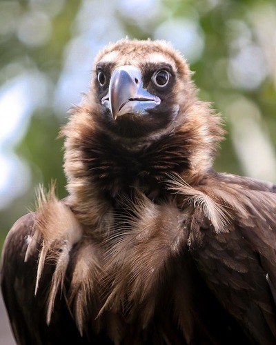 Орлан-белохвост Haliaeetus albicilla