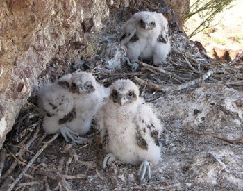Сапсан Falco peregrinus