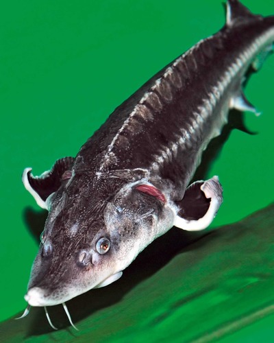 Шип Acipenser nudiventris
