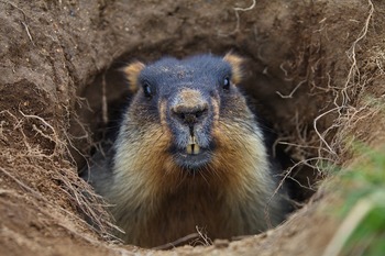 Тарбаган (монгольский сурок) Marmota sibirica