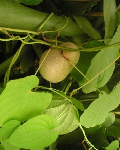 Диоскорея кавказская Dioscorea caucasica