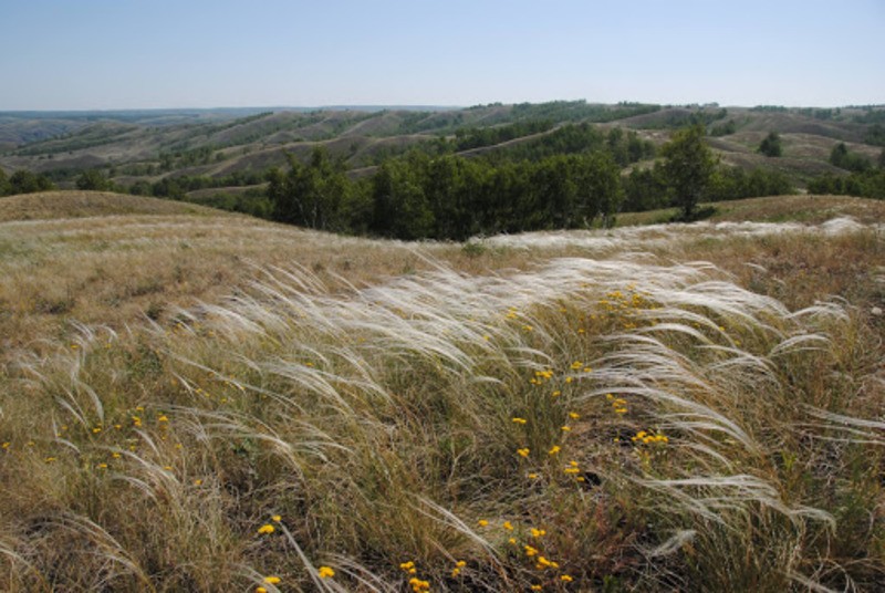 Ковыль красивейший Stipa pulcherrima