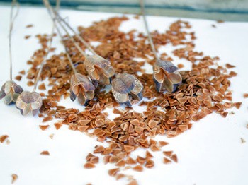 Рябчик шахматный Fritillaria meleagris