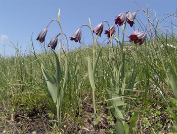 Рябчик русский Fritillaria ruthenica