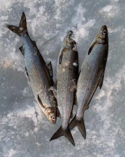 Нельма (подвид белорыбица) Stenodus leucichthys leucichthys
