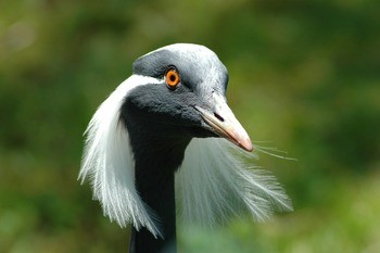 Красавка Anthropoides virgo