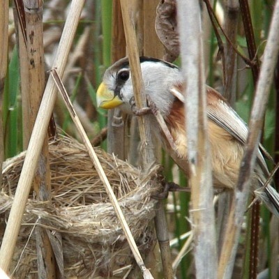 Тростниковая сутора Paradoxornis polivanovi