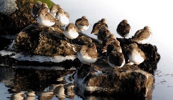 Чернозобик (балтийский п/вид) Calidris alpina schinzii