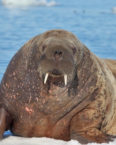 Морж (атлантический п/вид) Odobenus rosmarus rosmarus