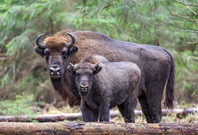 Зубр Bison bonasus