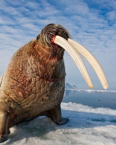 Морж (атлантический п/вид) Odobenus rosmarus rosmarus