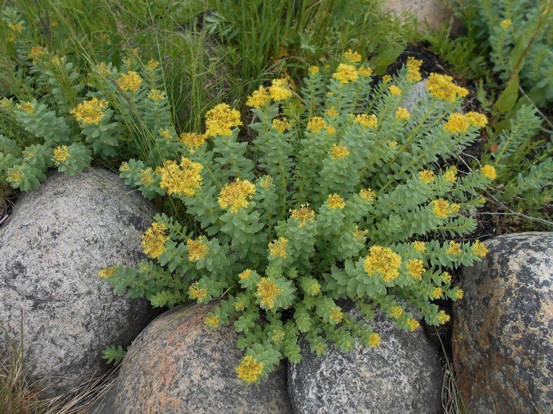 Родиола розовая (за исключением популяций Алтайского и Красноярского к Rhodiola rosea