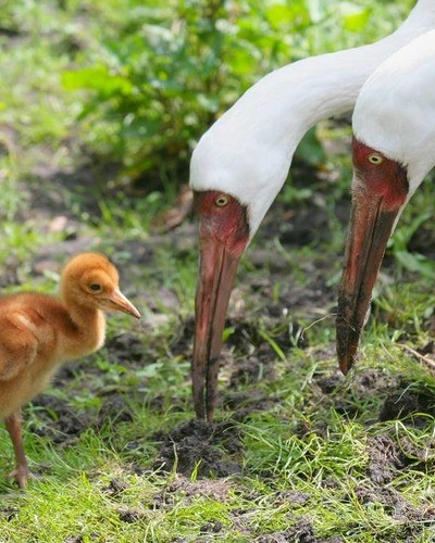 Стерх (обская популяция) Grus leucogeratus (obsk population)