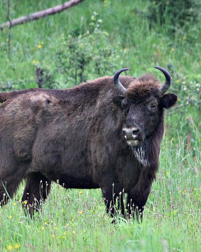 Зубр Bison bonasus