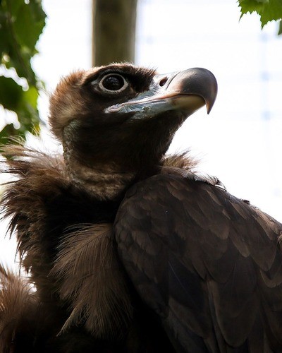 Стервятник Neophron percnopterus