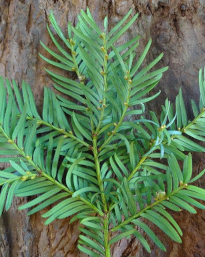 Тис ягодный Taxus baccata
