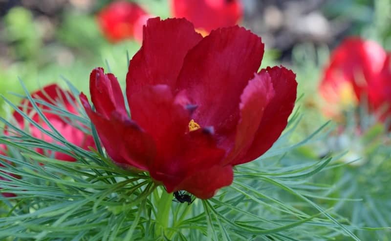Пион тонколистный Paeonia tenuifolia