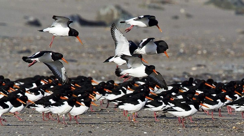 Кулик-сорока (материковый п/вид) Haematopus ostralegus Longipes