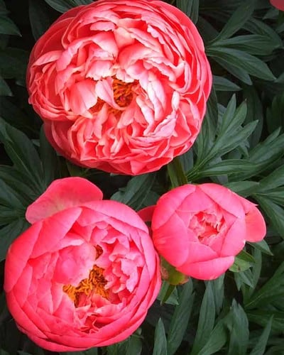 Пион молочноцветковый Paeonia lactiflora