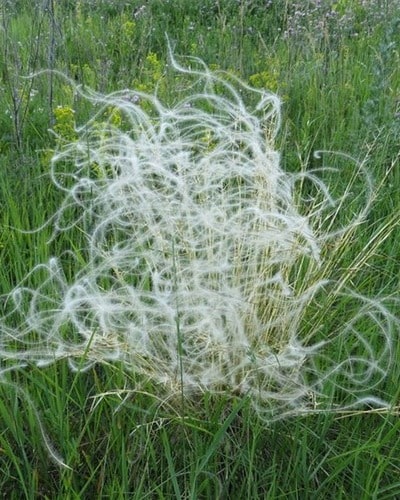 Ковыль перистый Stipa pennata