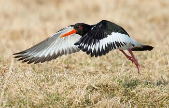 Кулик-сорока (дальневосточный п/вид) Haematopus ostralegus osculans