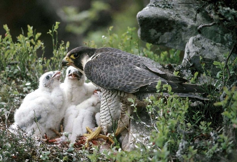 Сапсан Falco peregrinus