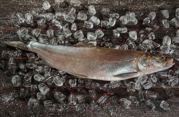 Нельма (подвид нельма) Stenodus leucichthys nelma