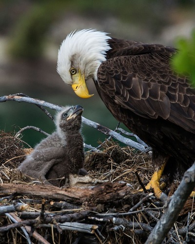 Беркут Aquila chrysaetos