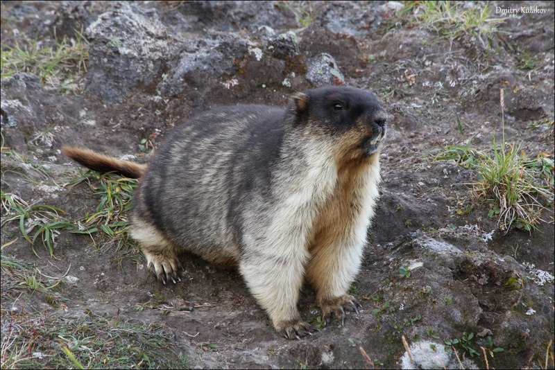 Тарбаган (монгольский сурок) Marmota sibirica