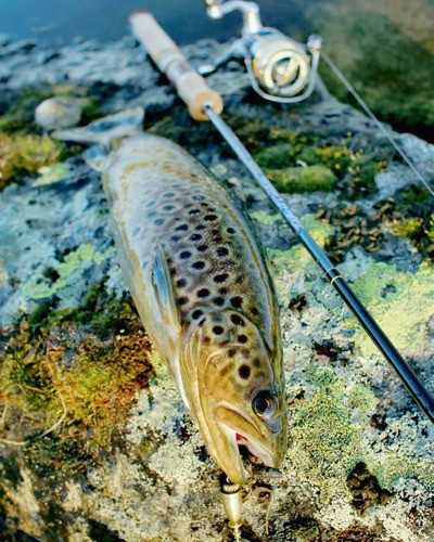 Кумжа (черноморский п/вид, проходная форма) Salmo trutta labrax