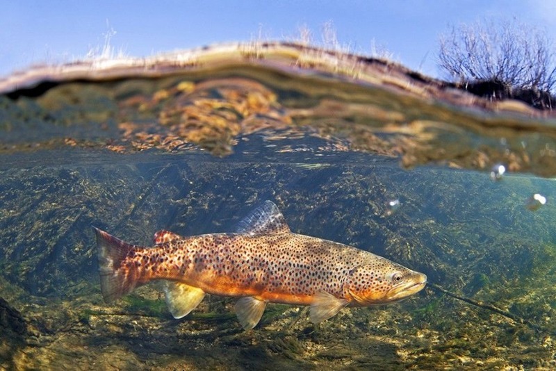 Кумжа (черноморский п/вид, проходная форма) Salmo trutta labrax