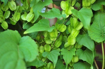 Диоскорея кавказская Dioscorea caucasica