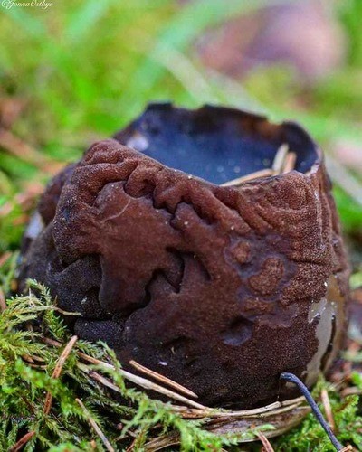 Саркосома шаровидная Sarcosoma globosum