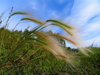 Ковыль красивейший Stipa pulcherrima