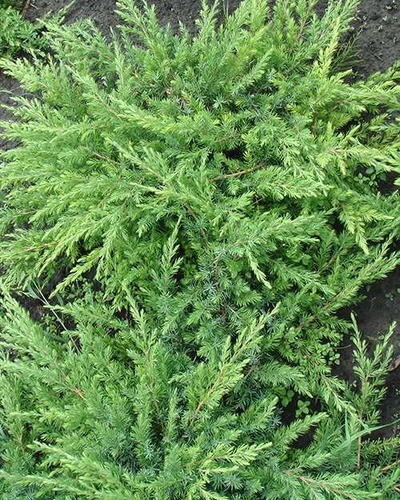 Можжевельник прибрежный Juniperus conferta