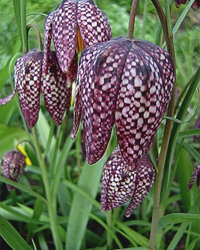Рябчик шахматный Fritillaria meleagris