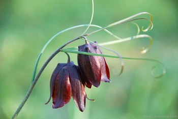 Рябчик русский Fritillaria ruthenica