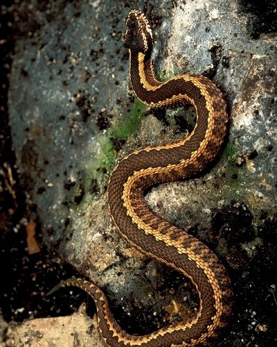 Гадюка Никольского Vipera nikolskii
