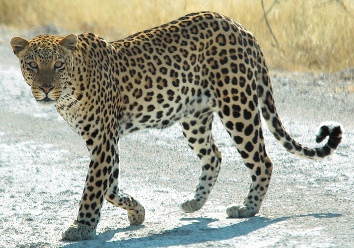 Леопард Panthera pardus