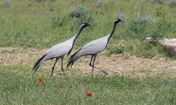 Красавка Anthropoides virgo