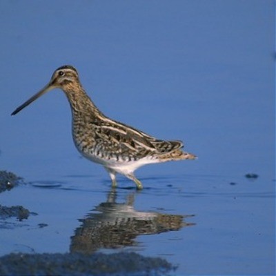 Чернозобик (балтийский п/вид) Calidris alpina schinzii