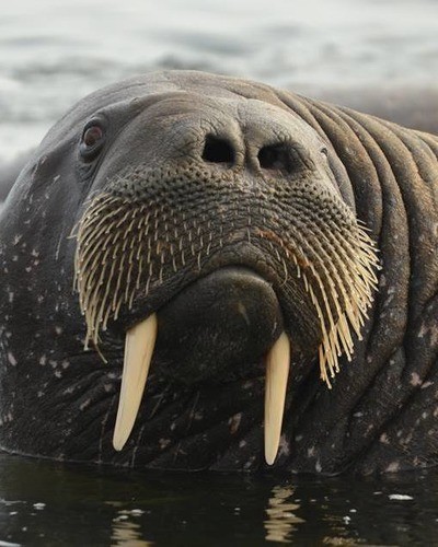 Морж (атлантический п/вид) Odobenus rosmarus rosmarus