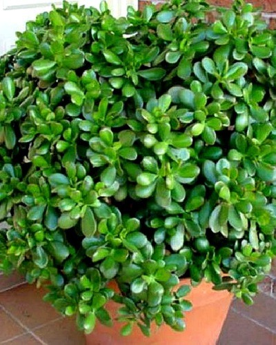 Родиола розовая (за исключением популяций Алтайского и Красноярского к Rhodiola rosea