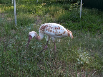 Стерх (обская популяция) Grus leucogeratus (obsk population)