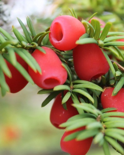 Тис ягодный Taxus baccata