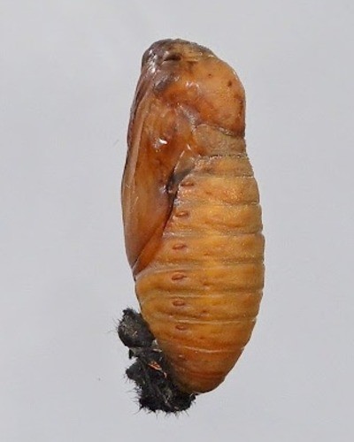 Мнемозина Parnassius mnemosyne
